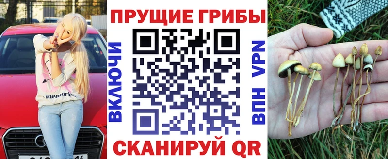 Псилоцибиновые грибы Cubensis Киселёвск