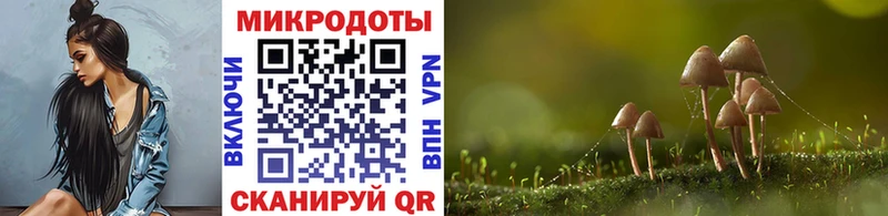 Псилоцибиновые грибы Psilocybe Киселёвск
